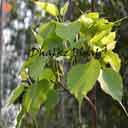 Dhalke Pipal