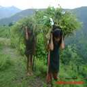 Chadyo Sauji Banne Rahar F