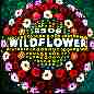 Wildflower - 5 Seconds Of Summer