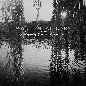 Weeping Willow (Acoustic)