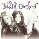 Wild Orchid