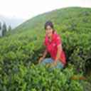 Kausila Bhatta