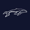 Humpback Whale 座头鲸
